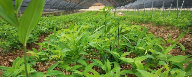 黄精种植的最佳时间是什么时候？如何确保种植成功？