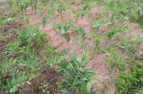 黄精种植行距和株距怎么确定？一亩地种植多少株黄精最合适？