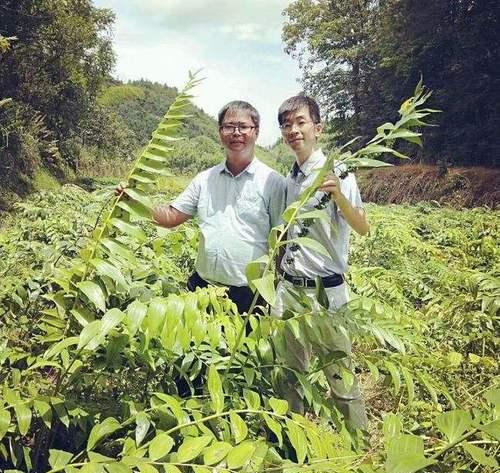 黄精种植行距和株距怎么确定？一亩地种植多少株黄精最合适？