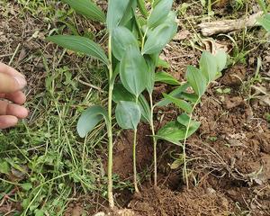 黄精种子种植方法是什么？种植过程中需要注意哪些问题？