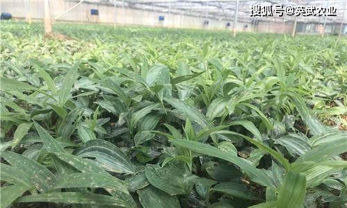 黄精种子种植方法是什么？种植过程中需要注意哪些问题？