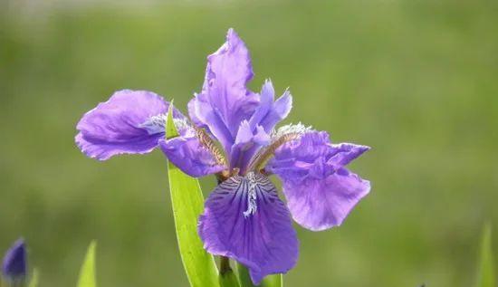 什么花代表感恩感谢？花语中感恩感谢的花卉有哪些？