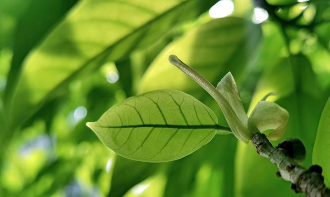 黄桷树会开花吗？开花时是什么样的？