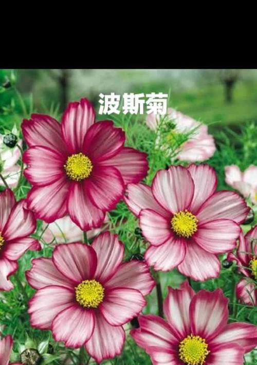 什么花的花语代表告白？如何用花表达爱意？