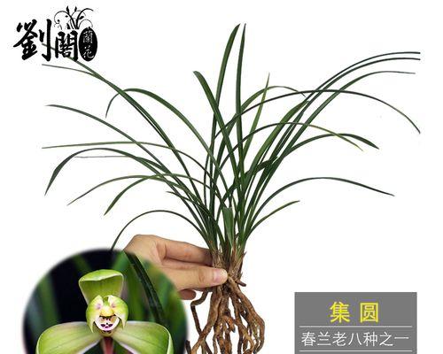 黄兰花一年开几次花？如何养护才能多次开花？