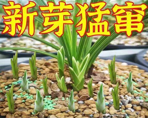 黄兰花一年开几次花？如何养护才能多次开花？