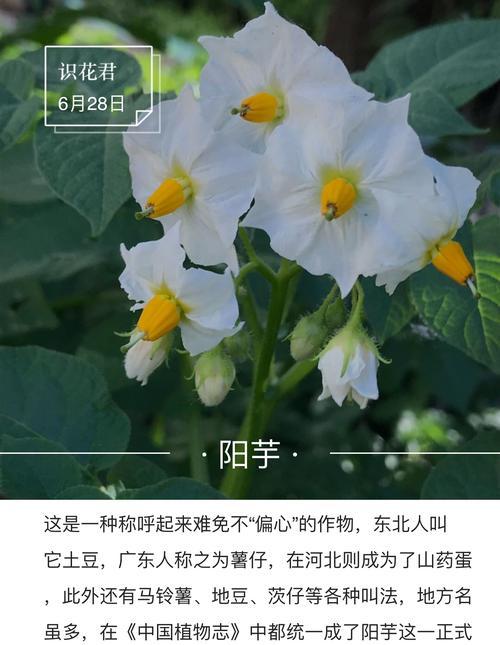 什么花代表闺蜜间的友谊？花语中闺蜜友谊的含义是什么？