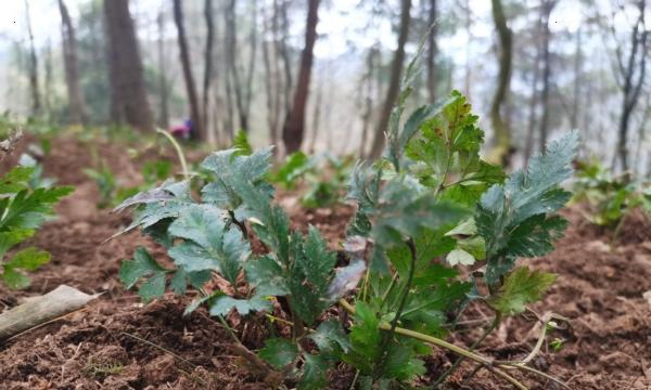 黄连种植技术有哪些？如何有效管理黄连种植园？