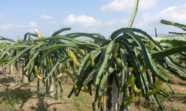 黄龙果种植条件是什么？哪些地区最适合种植黄龙果？