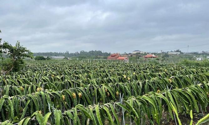 黄龙果种植条件是什么？哪些地区最适合种植黄龙果？