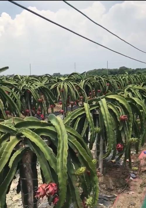 黄龙果种植条件是什么？哪些地区最适合种植黄龙果？