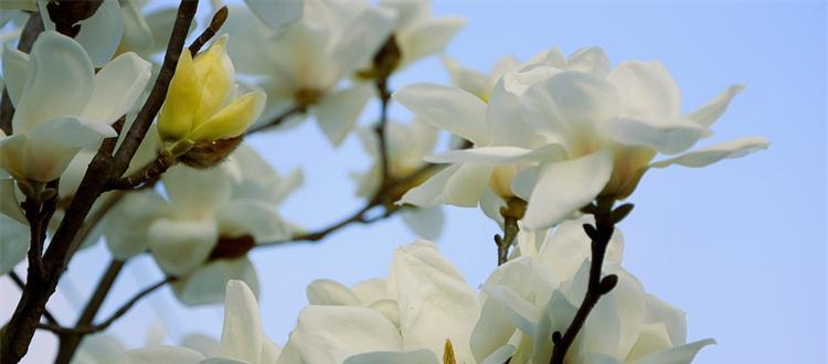 什么花的花语代表和谐？和谐花语的花有哪些？