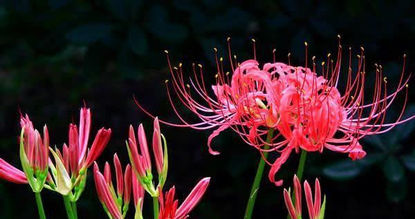 什么花的花语代表黑暗？揭秘花语中的神秘之花