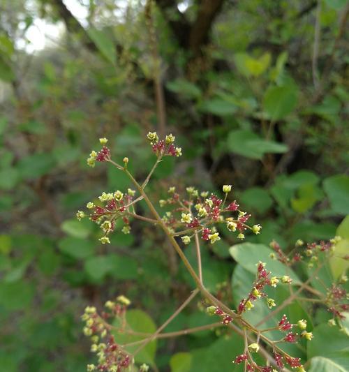 黄栌开花时间是什么时候？如何确保其顺利开花？