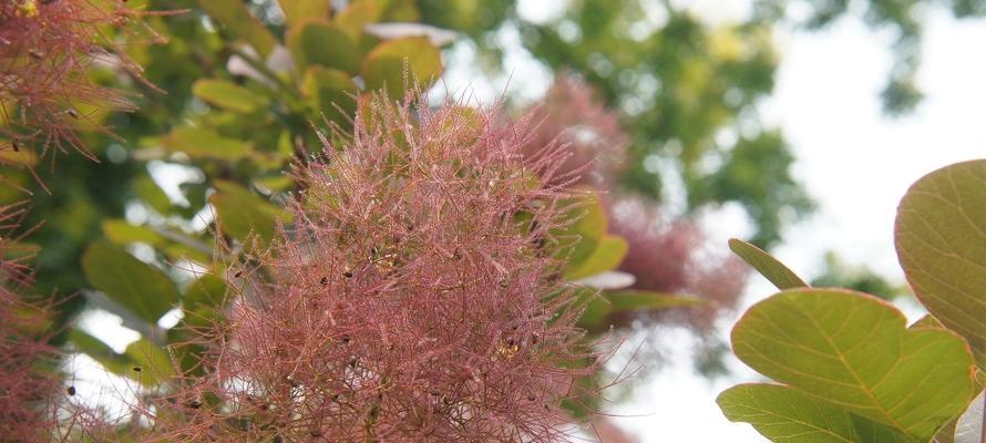 黄栌室内养护可行吗？如何正确种植和照料？