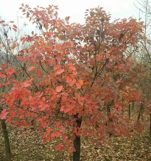 黄栌室内养护可行吗？如何正确种植和照料？