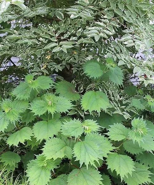 黄麻是什么植物？它有哪些用途和特性？