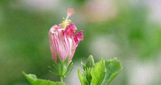 什么花象征着坚强不屈？花语中有哪些代表坚韧的花卉？