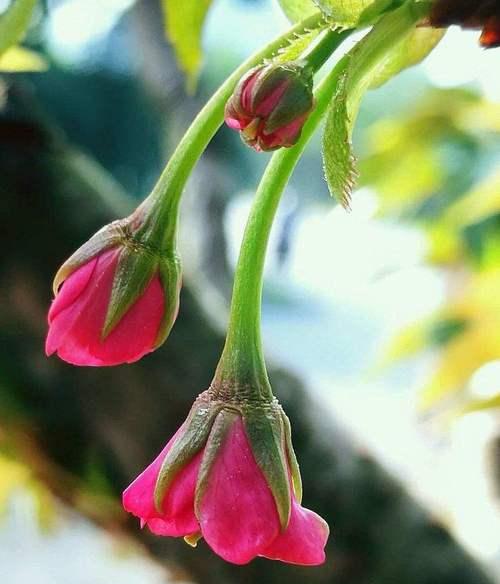 什么花代表坚韧不拔？花语中坚韧的花卉有哪些？