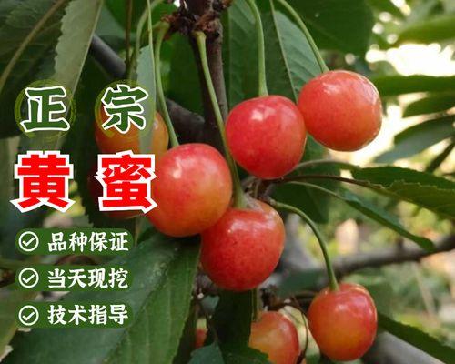 黄蜜大樱桃几年结果实？种植几年后开始结果？