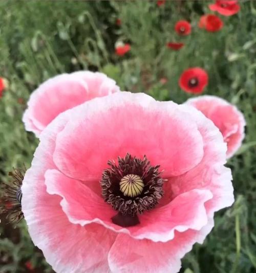 什么花代表绝望的花语？这种花的含义是什么？