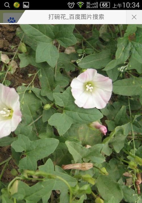 黄泥土种花可行吗？如何正确使用黄泥土种植花卉？