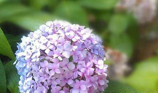 什么花代表冒险精神？花语中冒险的花有哪些？