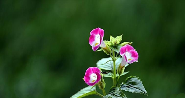 什么花代表迷茫？花语中迷茫的花有哪些？