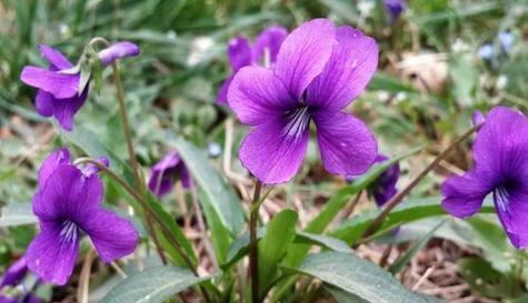 什么花代表迷茫？花语中迷茫的花有哪些？