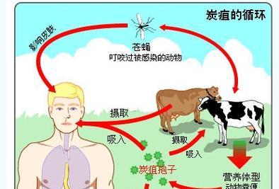 黄皮炭疽病是怎么引起的？有效治疗方法有哪些？