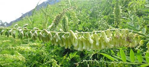 黄芪种植需要哪些气候条件？最佳种植地方在哪里？