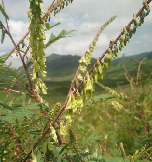 黄芪亩产量多少斤？如何提高黄芪的产量？