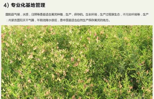 黄芪哪里产的最好？如何辨别优质黄芪产地？