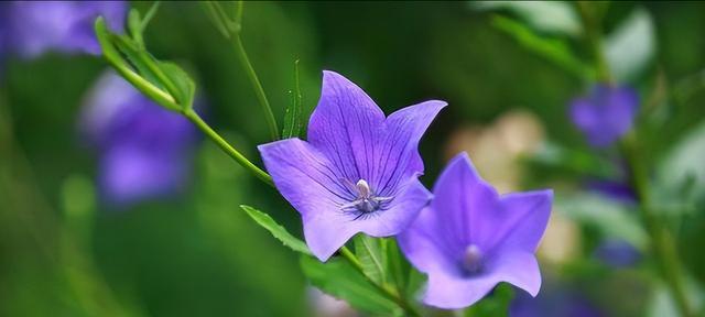 什么花代表善良和温暖？花语中有哪些花象征着善良和温暖？