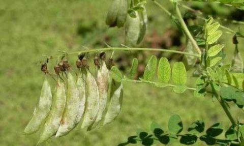 黄芪属于草本植物吗？它的药用价值有哪些？