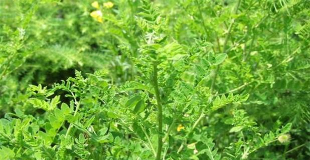 黄芪属于草本植物吗？它的药用价值有哪些？