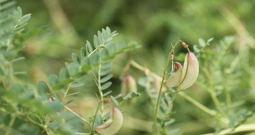 黄芪的植物特性有哪些？常见问题解答？