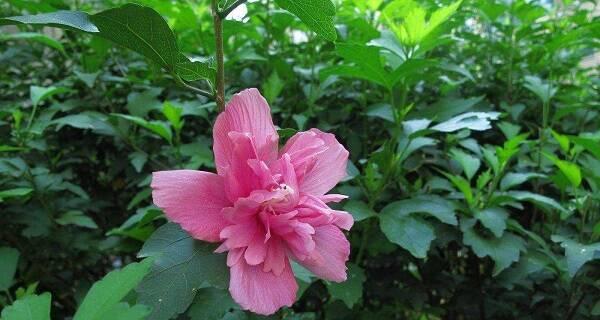 什么花代表失去？揭秘花语中表达失去情感的花卉