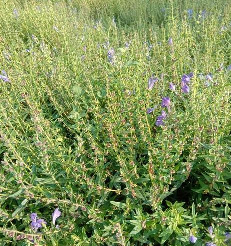 黄芩种植条件适合什么地方种植？如何确保种植成功？