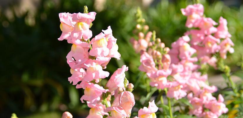 什么花代表思念和等待？花语中表达思念等待的花卉有哪些？