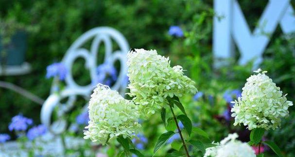 什么花代表团结？花语中团结的花卉有哪些？