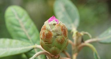 黄色杜鹃花有毒吗？如何安全种植和养护？