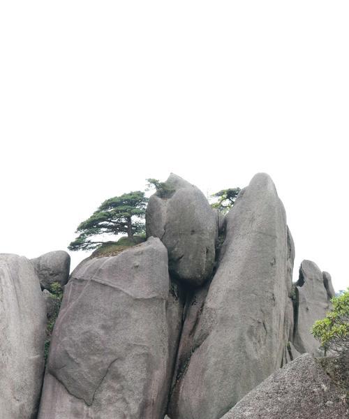 黄山松是保护植物吗？为什么黄山松会被列为保护植物？