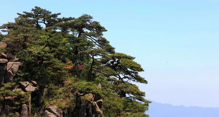 黄山松是保护植物吗？为什么黄山松会被列为保护植物？