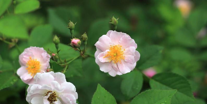 什么花代表思念？花语中表达“想你了”的花卉有哪些？