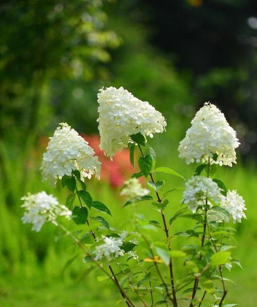 什么花代表想念？揭秘花语背后的含义！