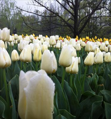 什么花代表信仰？花语中表达信仰的花卉有哪些？