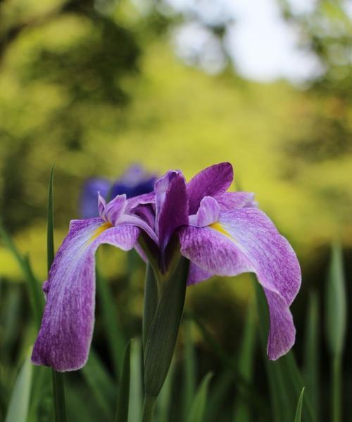 什么花代表信仰？花语中表达信仰的花卉有哪些？