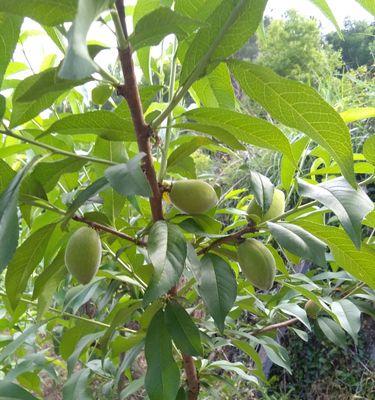 黄桃适合什么地方种植？最佳种植区域有哪些特点？