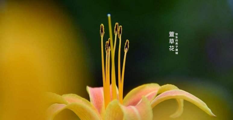 什么花代表虚幻？揭秘花语中的梦幻之花